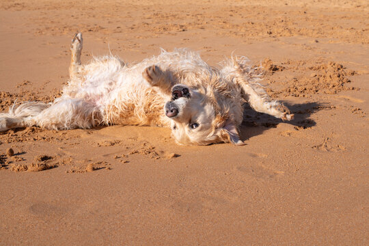 happy dog rolling in the sand at the beach