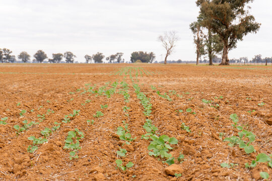 Rows of canola seedlings in a paddock