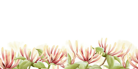 Spring blooming garden flowers watercolor seamless border. Honeysuckle blossom with pollen repeat bottom banner. Pastel green, beige and pink climbing vine for summer nature floral designs