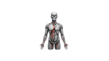 Human Anatomy Internal Organs on Transparent Background