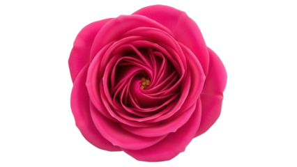 Vibrant pink rose isolated PNG on transparent background, romantic flower blossom for wedding invitations and Valentine s Day designs