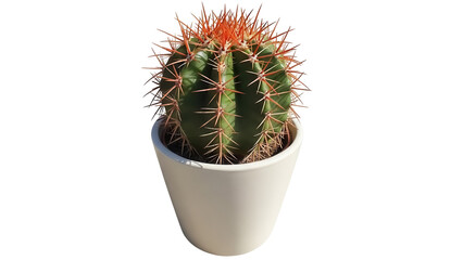 Barrel cactus in pot isolated PNG, golden barrel cactus with orange spines in a pot, houseplant for decoration on transparent background