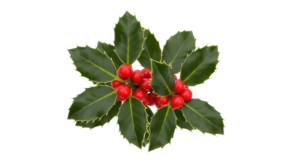 Isolated holly berry sprig, Christmas decor, festive symbol, holiday spirit illustration