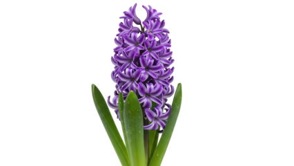 Purple hyacinth flower isolated PNG on transparent background, fragrant spring bloom for floral design and botanical compositions
