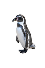 Humboldt Penguin standing upright in a clean side view highlighting smooth flippers and classic black and white body isolated on white background © phichak