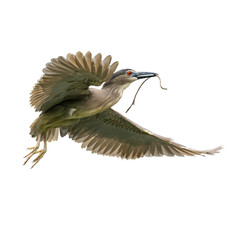 Black-Crowned Night Heron flying with wings fully spread while holding nest material in its beak isolated on a white background