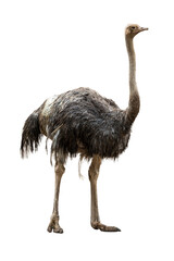 Common Ostrich portrait highlighting a long neck and sharp eyes standing against a clean white background