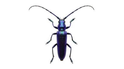 Iridescent longhorn beetle isolated PNG on transparent background, vibrant insect with long antennae for nature and educational projects