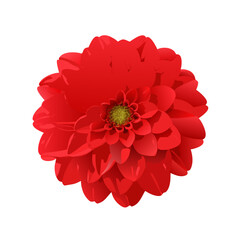 A beautiful macro closeup of a single red dahlia flower with vibrant petals blooming in nature, isolated on a white background for a floral spring beauty blossom