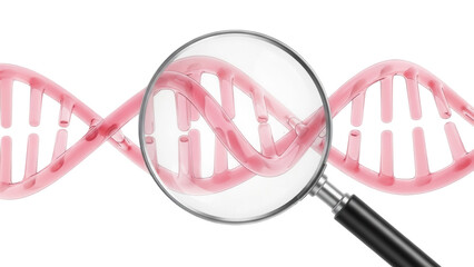 Pink DNA double helix under magnifying glass isolated PNG, genetic research and medical science concept on transparent background