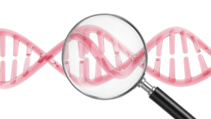 Pink DNA double helix under magnifying glass isolated PNG, genetic research and medical science concept on transparent background