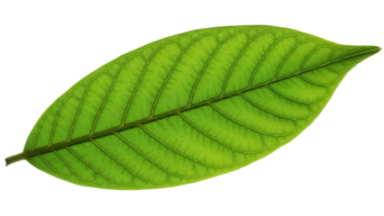Bright green leaf PNG isolated on transparent background, fresh foliage with detailed veins for botanical design and nature projects