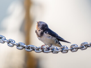 鎖にとまるツバメ