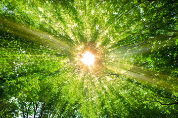 緑の森　太陽光