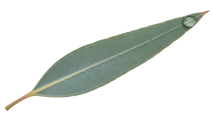 Eucalyptus leaf with water drop isolated PNG on transparent background, green foliage with dew for nature and botanical design