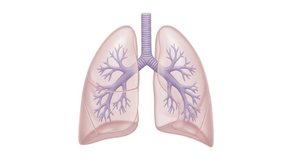 Human lungs with trachea isolated PNG, respiratory system anatomy with bronchioles on transparent background, medical diagram for healthcare