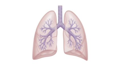 Human lungs with trachea isolated PNG, respiratory system anatomy with bronchioles on transparent background, medical diagram for healthcare