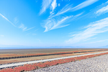 秋の東与賀海岸シチメンソウ群生地　佐賀県佐賀市　Autumn in Higashiyoga Coast, a colony of Japanese quince. Saga Pref, Saga City.