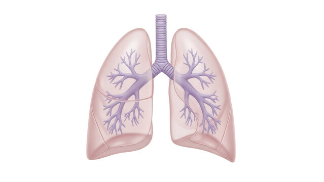 Human lungs with trachea isolated PNG, respiratory system anatomy with bronchioles on transparent background, medical diagram for healthcare