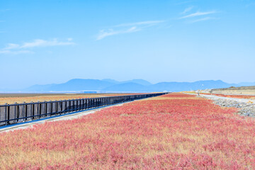 秋の東与賀海岸シチメンソウ群生地　佐賀県佐賀市　Autumn in Higashiyoga Coast, a colony of Japanese quince. Saga Pref, Saga City.