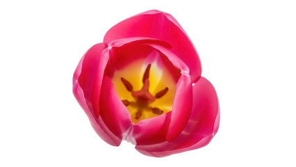 Vibrant pink tulip flower isolated PNG on transparent background, close-up of blooming spring blossom for floral design projects