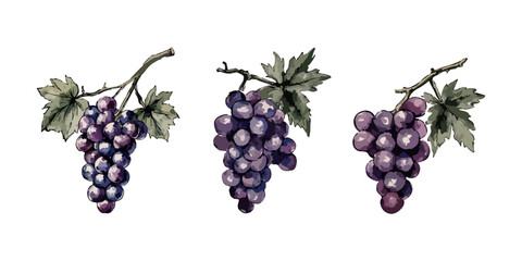 Watercolor Grapes Set Vector illustration. Grapes in Hand-drawn Watercolor Style for Print or Card, Food and Drinks, Menu Design