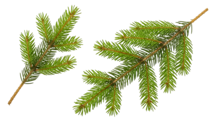 Fresh Green Spruce Branches Isolated on White Background for Winter Holiday Season Decorations and Natural Design Elements