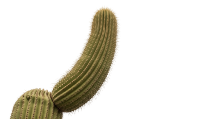 Saguaro cactus PNG isolated on transparent background, giant columnar cactus with upward curving arm and sharp spines for desert flora designs