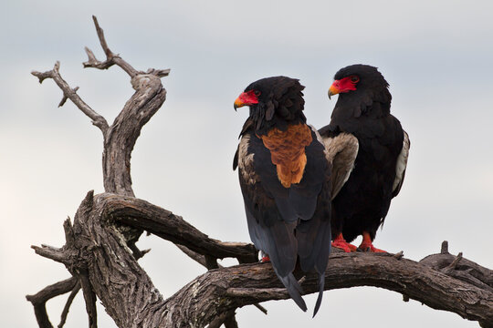 Bateleur pair perched on dry branch in Central Kalahari Botswana