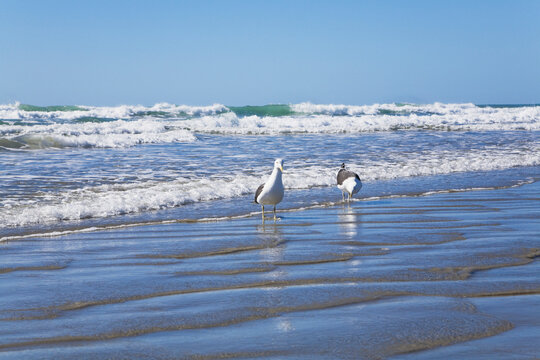 Kelp gulls on Waihi Beach shoreline Coromandel North Island New Zealand