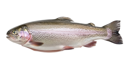 Rainbow trout isolated PNG on transparent background, freshwater fish with colorful iridescent scales for food and nature designs