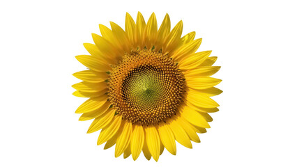 Fototapeta premium Bright yellow sunflower isolated PNG, vibrant summer flower on transparent background for graphic design and botanical projects
