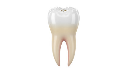 Realistic molar tooth isolated PNG on transparent background, detailed dental anatomy for medical and educational use in dentistry