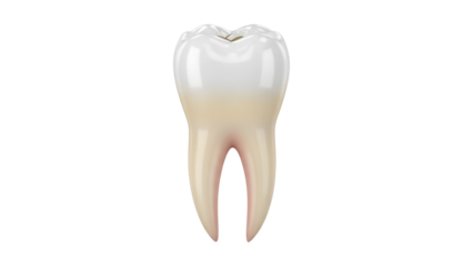 Realistic molar tooth isolated PNG on transparent background, detailed dental anatomy for medical and educational use in dentistry