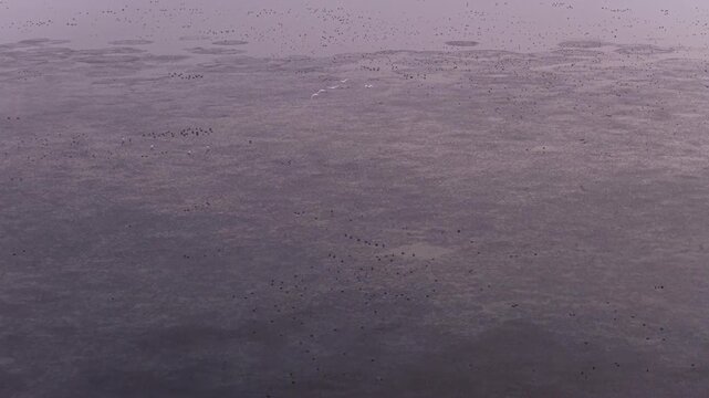 Migratory birds in Poyang Lake, China