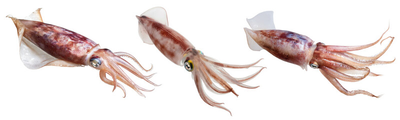 fresh squids, isolated on white background