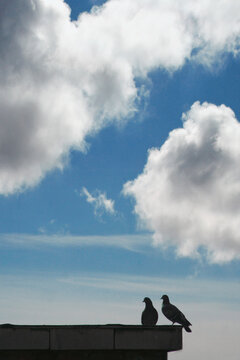 Doves on a rooftop against cloudy sky in Hamburg Germany