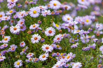 A field of purple flowers with yellow centers
