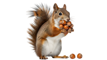 Red squirrel holding acorns in its paws with more acorns on the ground isolated on a transparent background