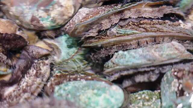 fresh alive abalones in water