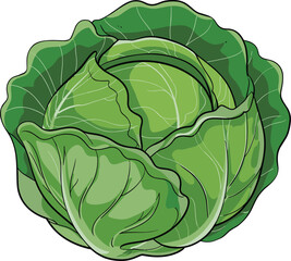 Fresh Green Cabbage with Wavy Leaves on White Background Keywords: cabbage, green, vegetable, fresh, healthy, organic, food, raw