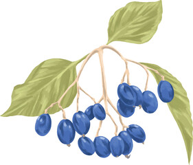 Nanny Berry Botanical Painting Wild Berry Botanical Art