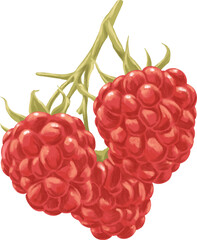 Raspberry Botanical Painting Classic Red Berry Illustration