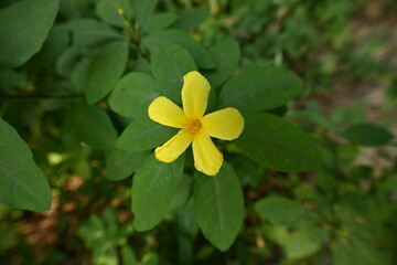 A bright yellow flower with five petals surrounded by green leaves in a natural setting