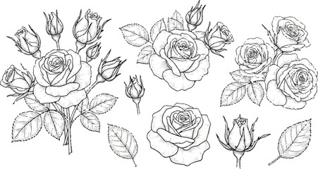 Vintage hand drawn vector floral set featuring a seamless pattern design with rose blossom sketches and ornamental leaf illustrations for summer wedding card decorations and tattoo art