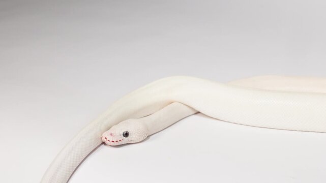 Albino White Snake Slowly Slithering Across Studio Background