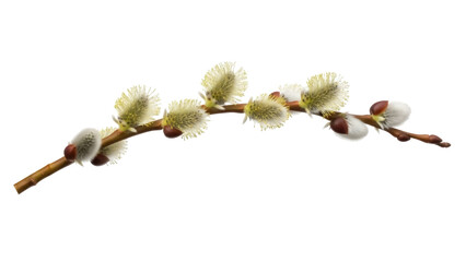 Isolated pussy willow branch, blooming spring buds, detail macro studio shot, no background © Cedric