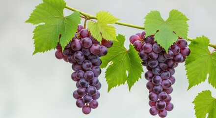 Two vibrant bunches of ripe purple grapes hanging from a vine with lush green leaves against a bright background.