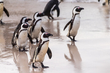 African Penguin -Spheniscus demersus, also known as the Cape Penguin, at the Boulders Beach Penguin colony near Simon's Town in South Africa. This colony is located close to Cape Town and the cape of © Goldilock Project