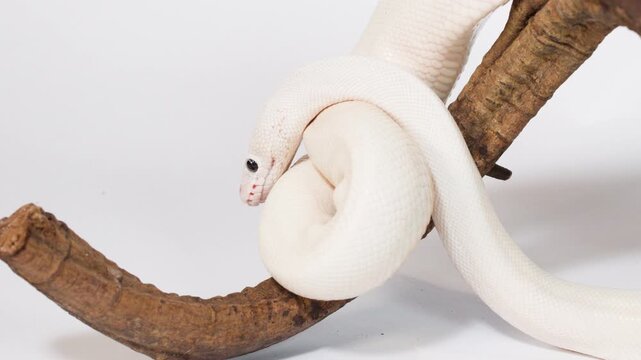 Albino White Snake Coiling Around Wooden Branch in Studio